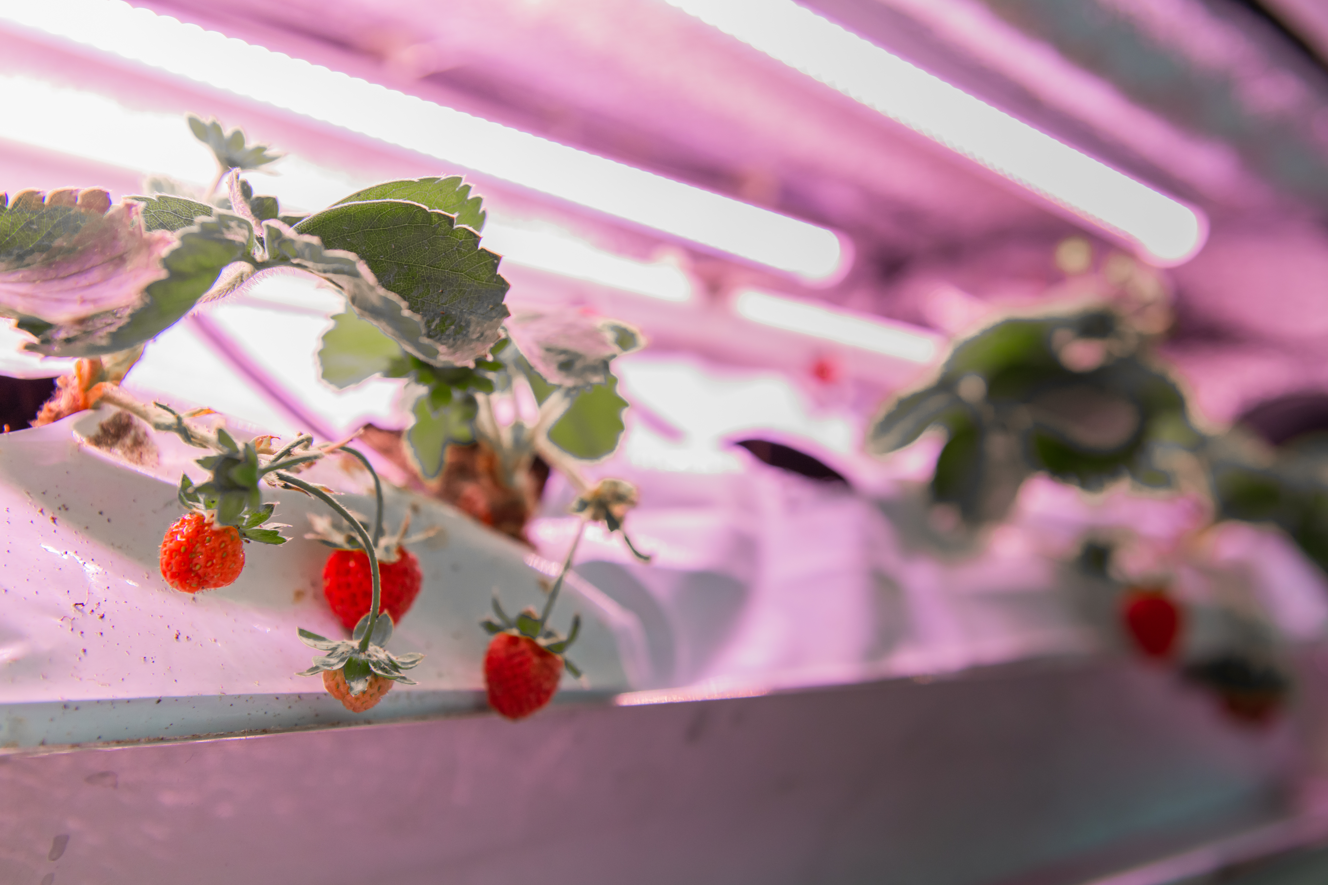 Singrow uses agrotechnology to grow premium fruits and crops, and has successfully cultivated the first white strawberry variety developed in a tropical country, and developed a faster indoor hydroponic strawberry cultivation method. 